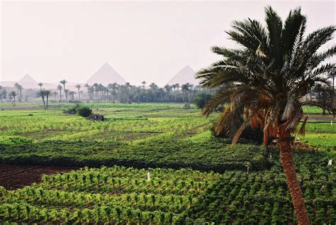 Oasis: A Journey Through Egypt's Agricultural Heartbeat, an evocative and thought-provoking exploration of ancient Egyptian agricultural practices